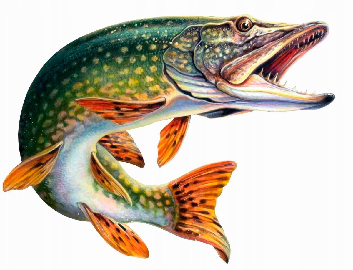 Рыбалка на Оби