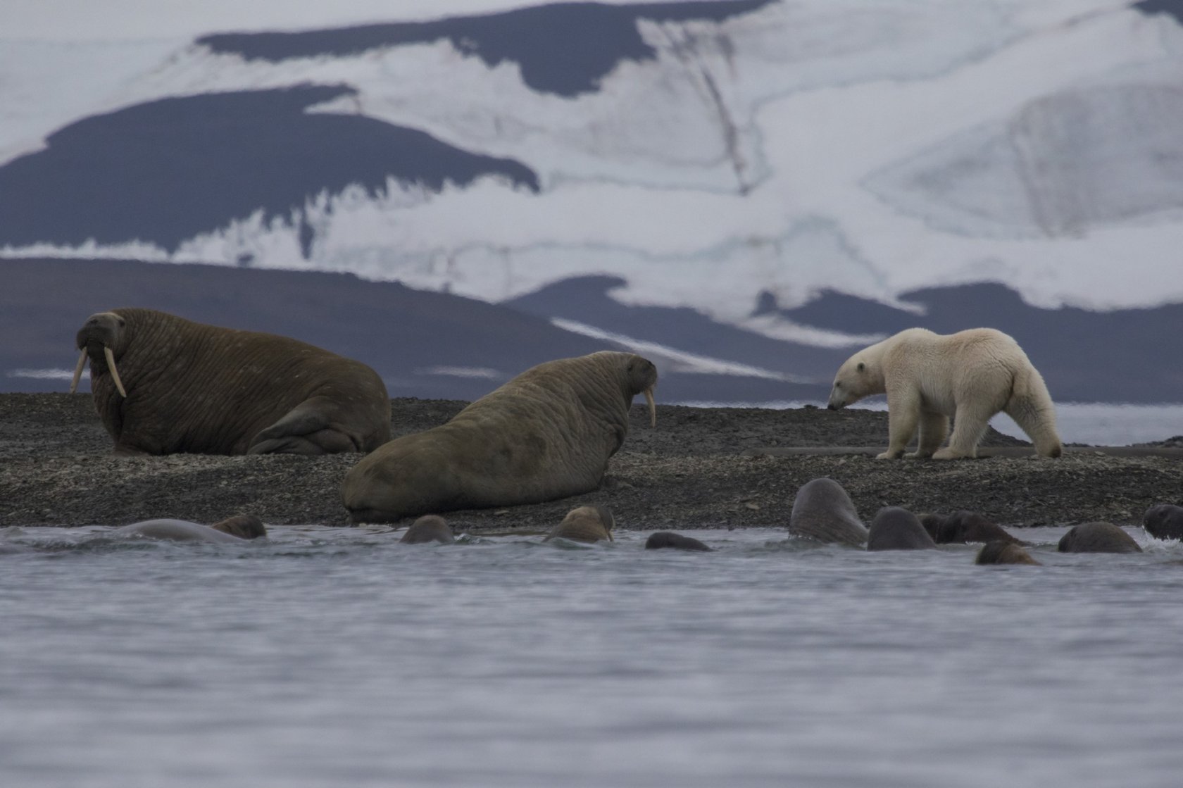 Белый медведь морж и тюлень природная зона