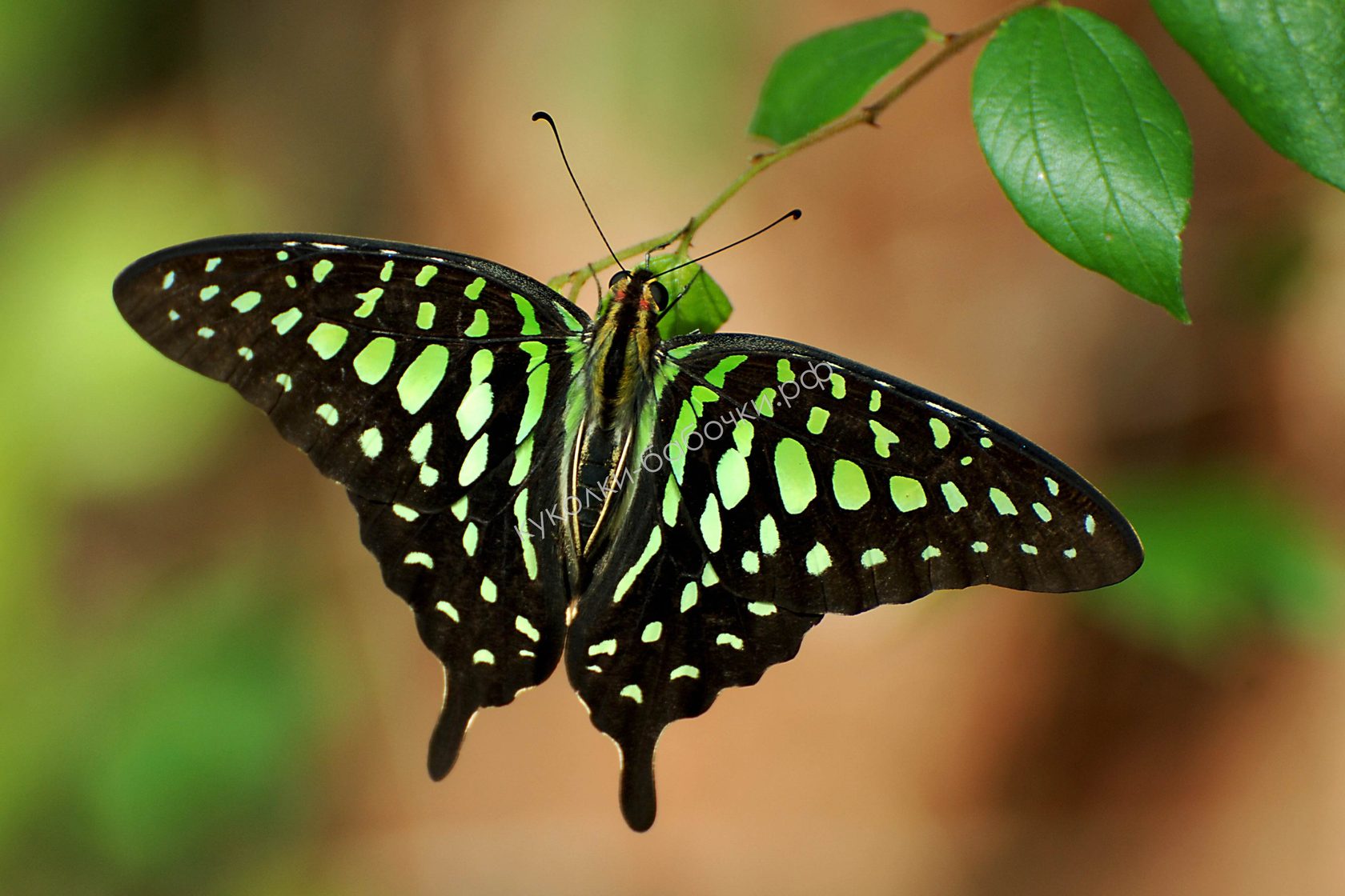 Бабочки тропиков фото с названиями