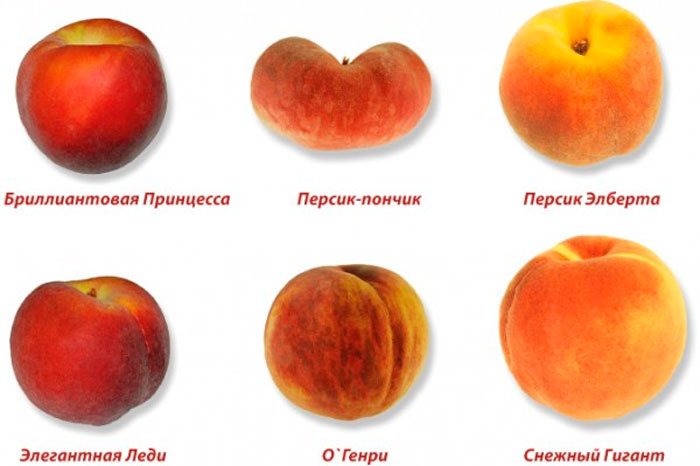 Сорта персика с описанием