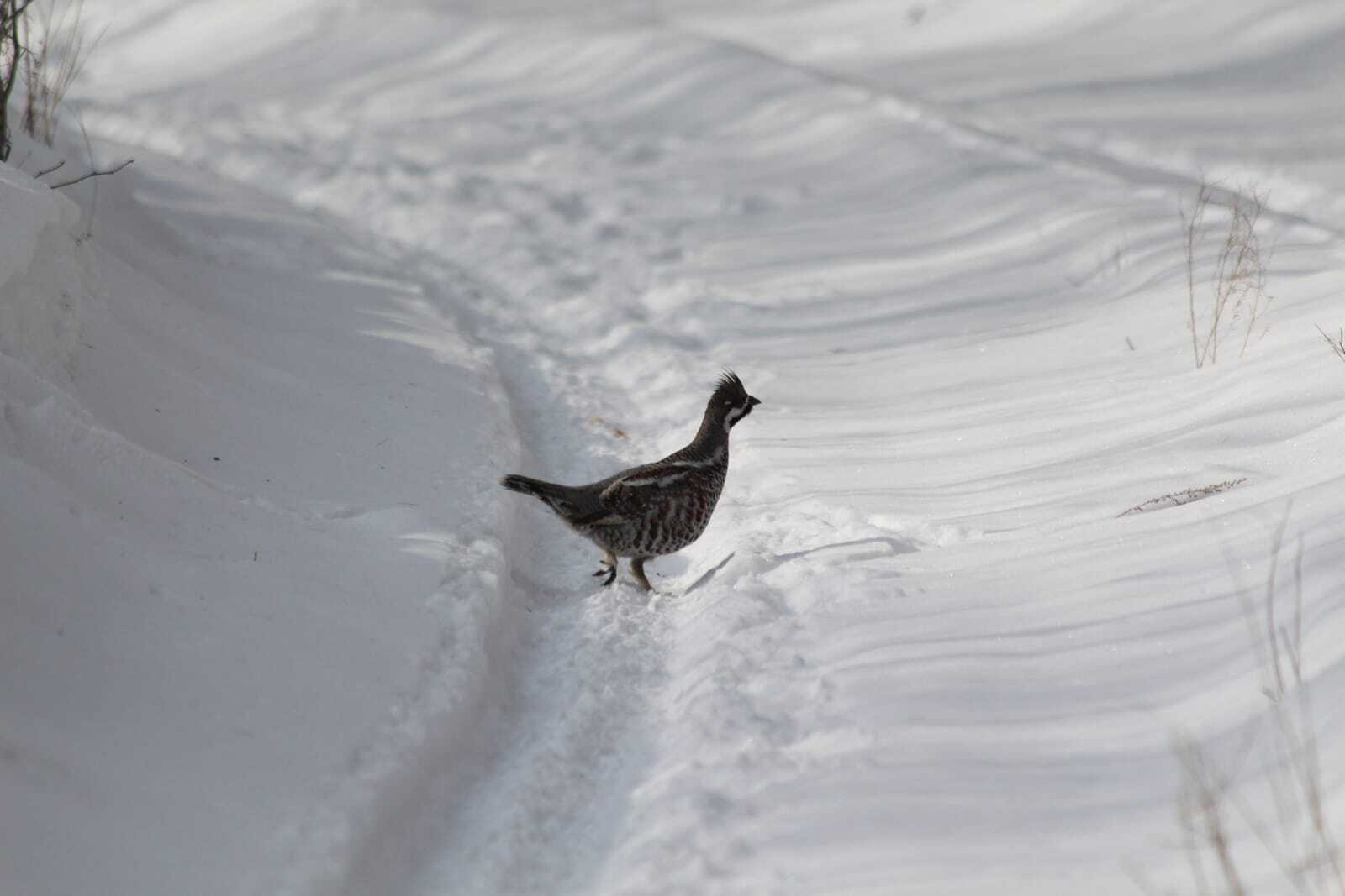 птицы Байкальского заповедника
