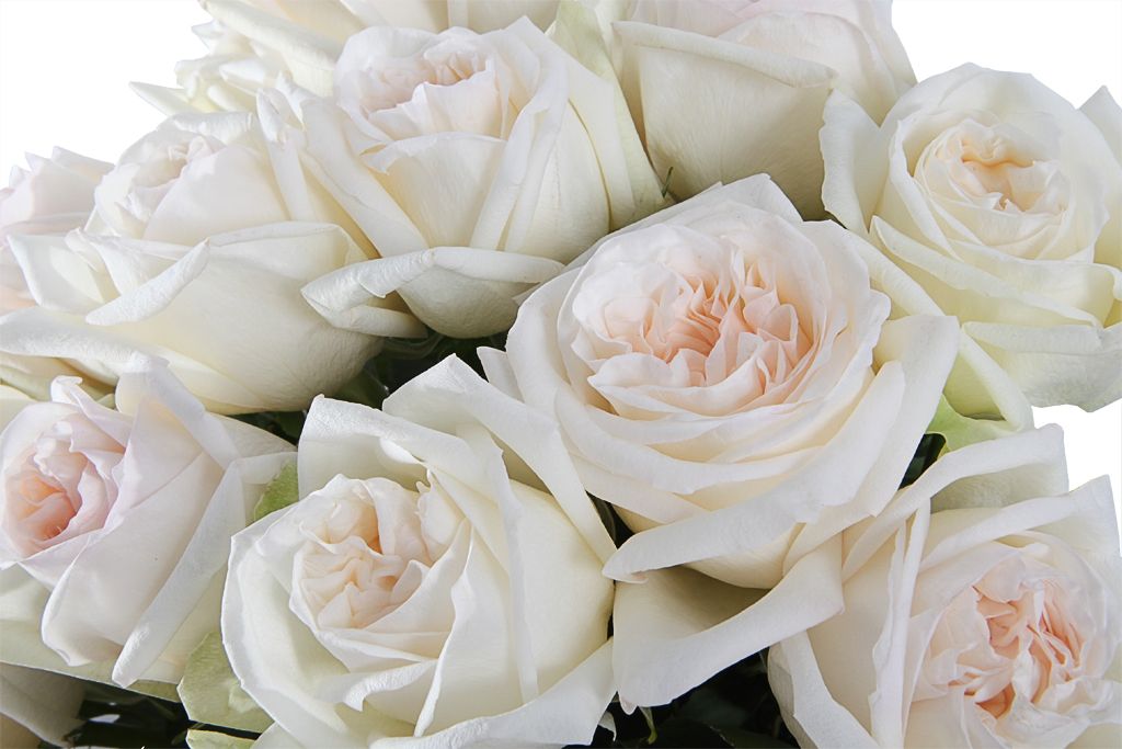 Розы с плантации Tambuzi