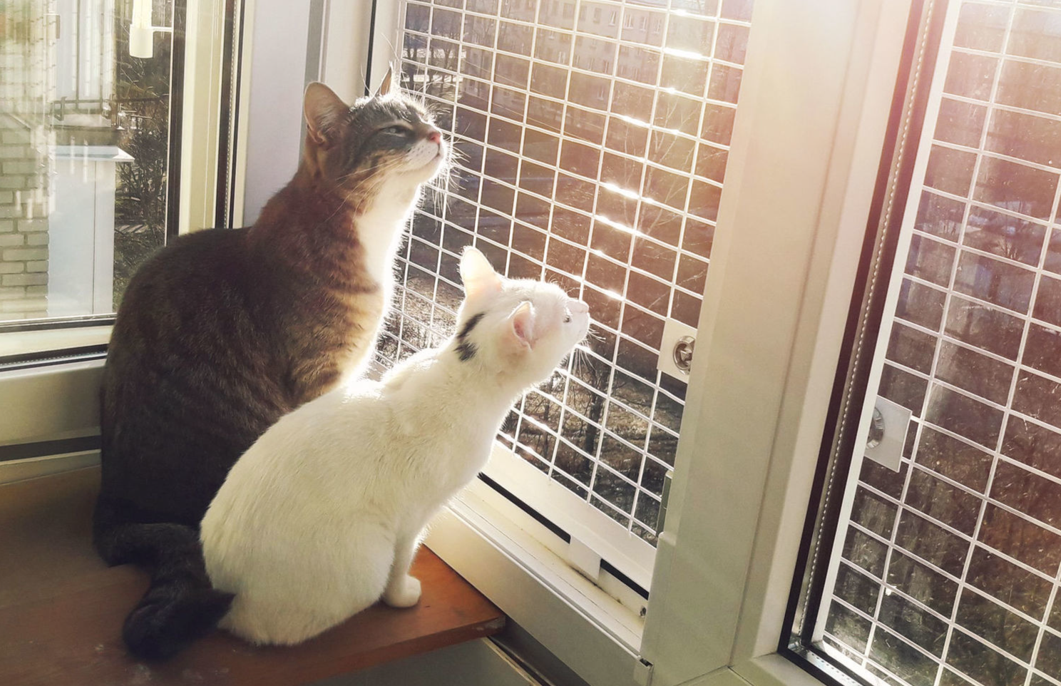 Пластиковые окна кошки. Сетка антикошка. Оконная сетка антикошка. Москитная кошка антикошка. Антимоскитная сетка антикошка.