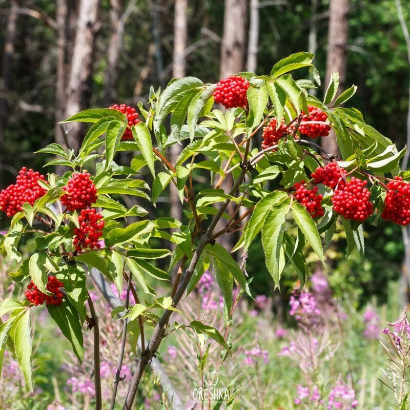 Бузина красная. Бузина красная Sambucus racemosa. Бузина кистистая обыкновенная. Бузина красная Сатерлэнд Голд. Бузина кистистая (б. красная) Sutherland.