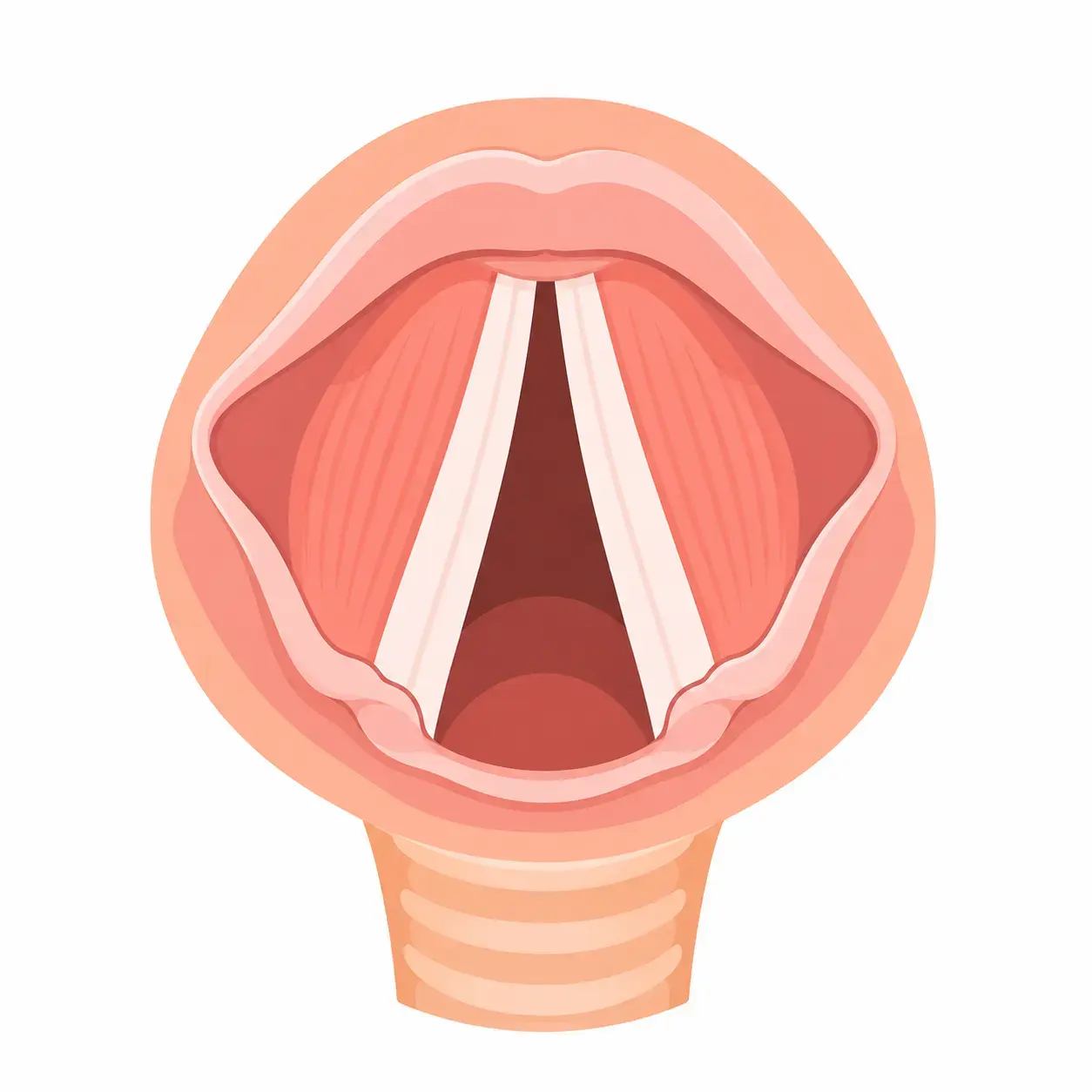 vocal cords