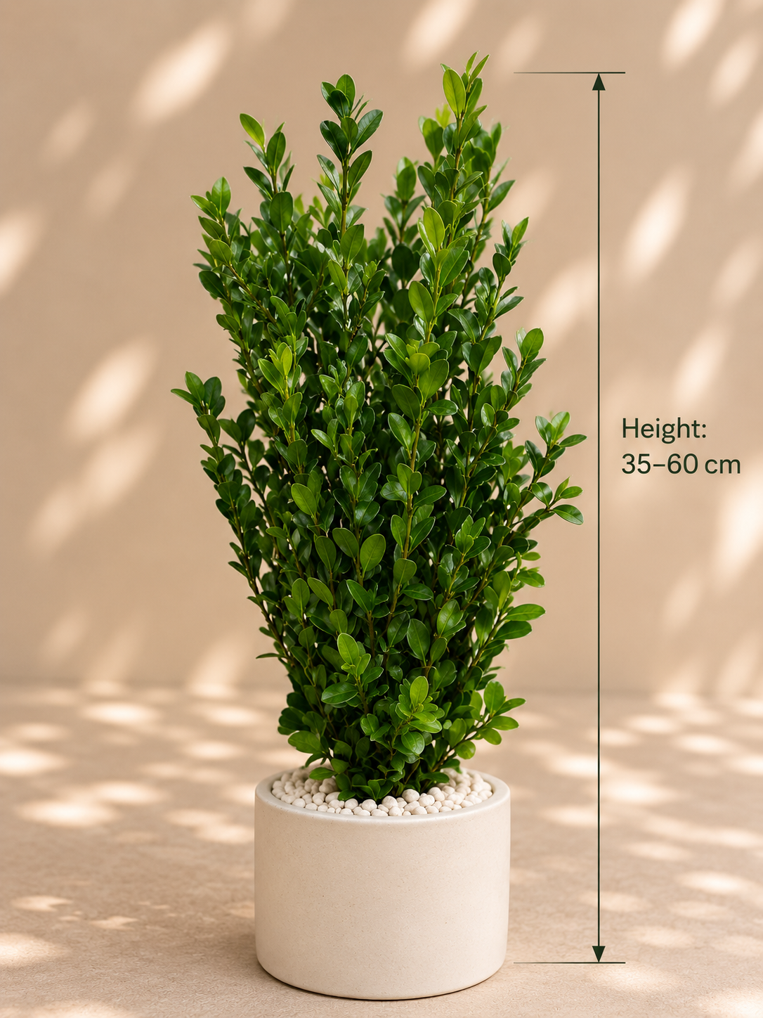 Buxus sp.