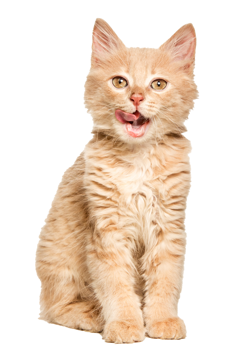 PetService | ПетСервис | Передержка для вашего питомца в Москве