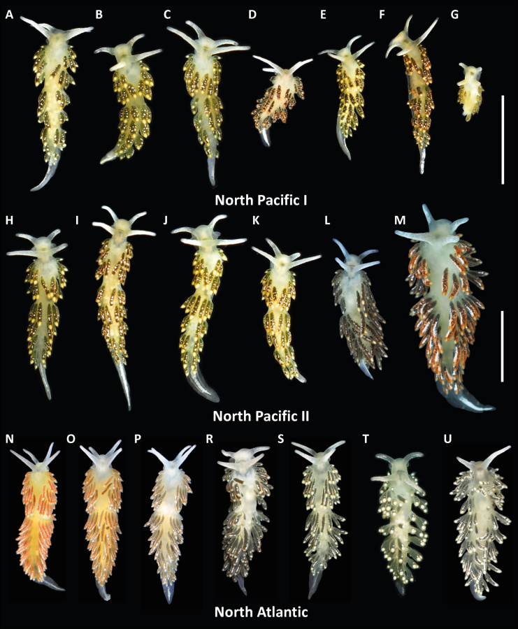 Особи Diaphoreolis viridis из разных географических регионов. Фото: Darya Grishina et al. / Zoologica Scripta, 2026
