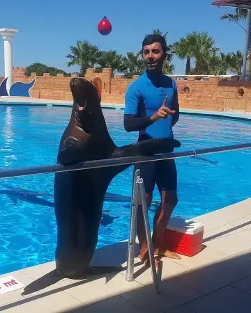 Морской котик балансирует на перекладине