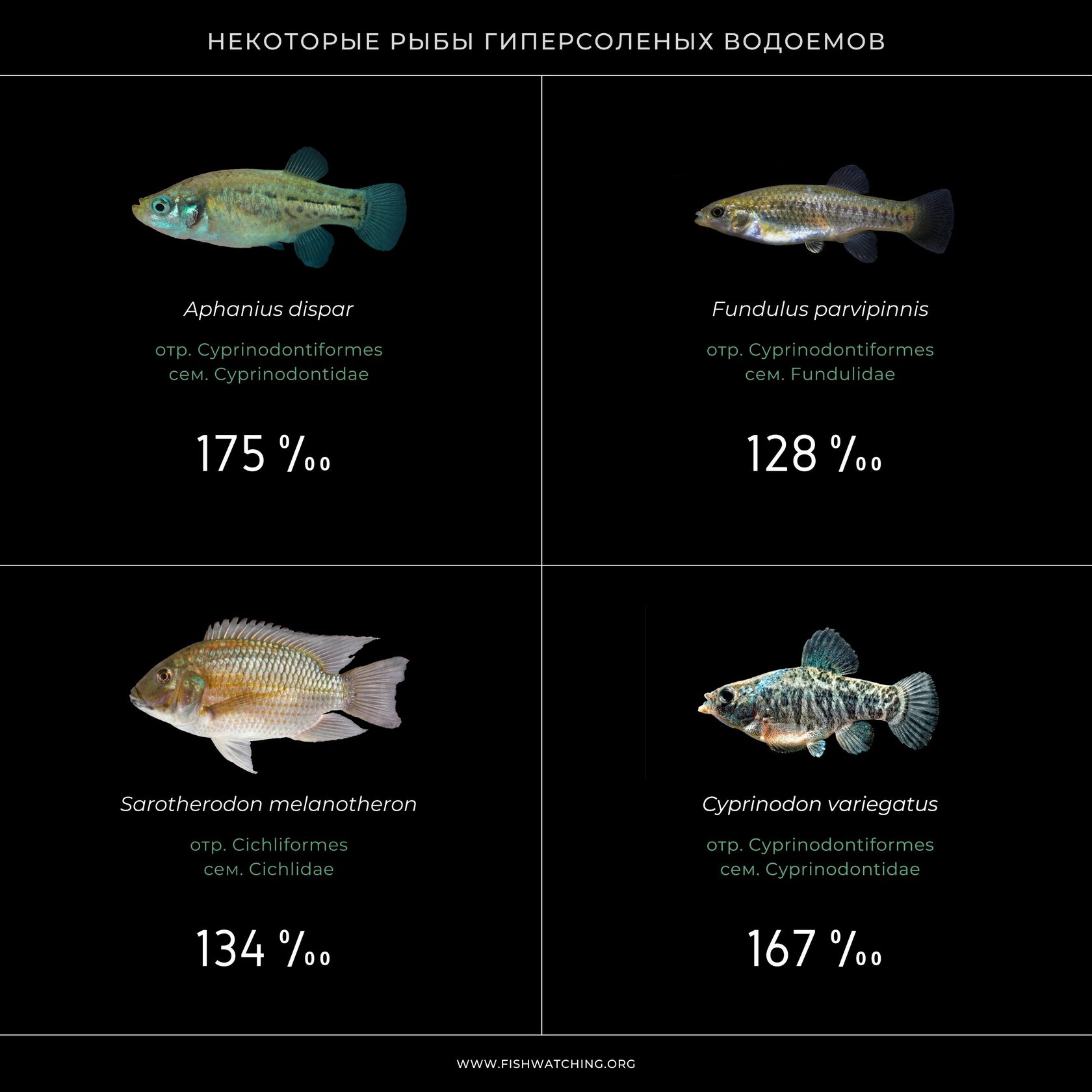 Мёртвое море — Википедия