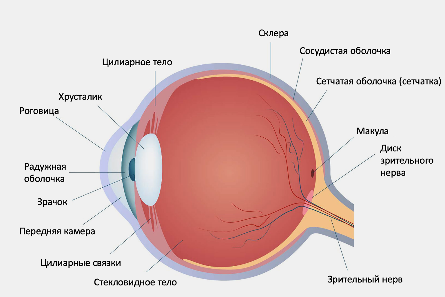 Элементы органы зрения. Строение глаза человека анатомия. Строение глазного яблока склера. Структура сетчатки глазного яблока. Внутренняя оболочка глазного яблока строение.