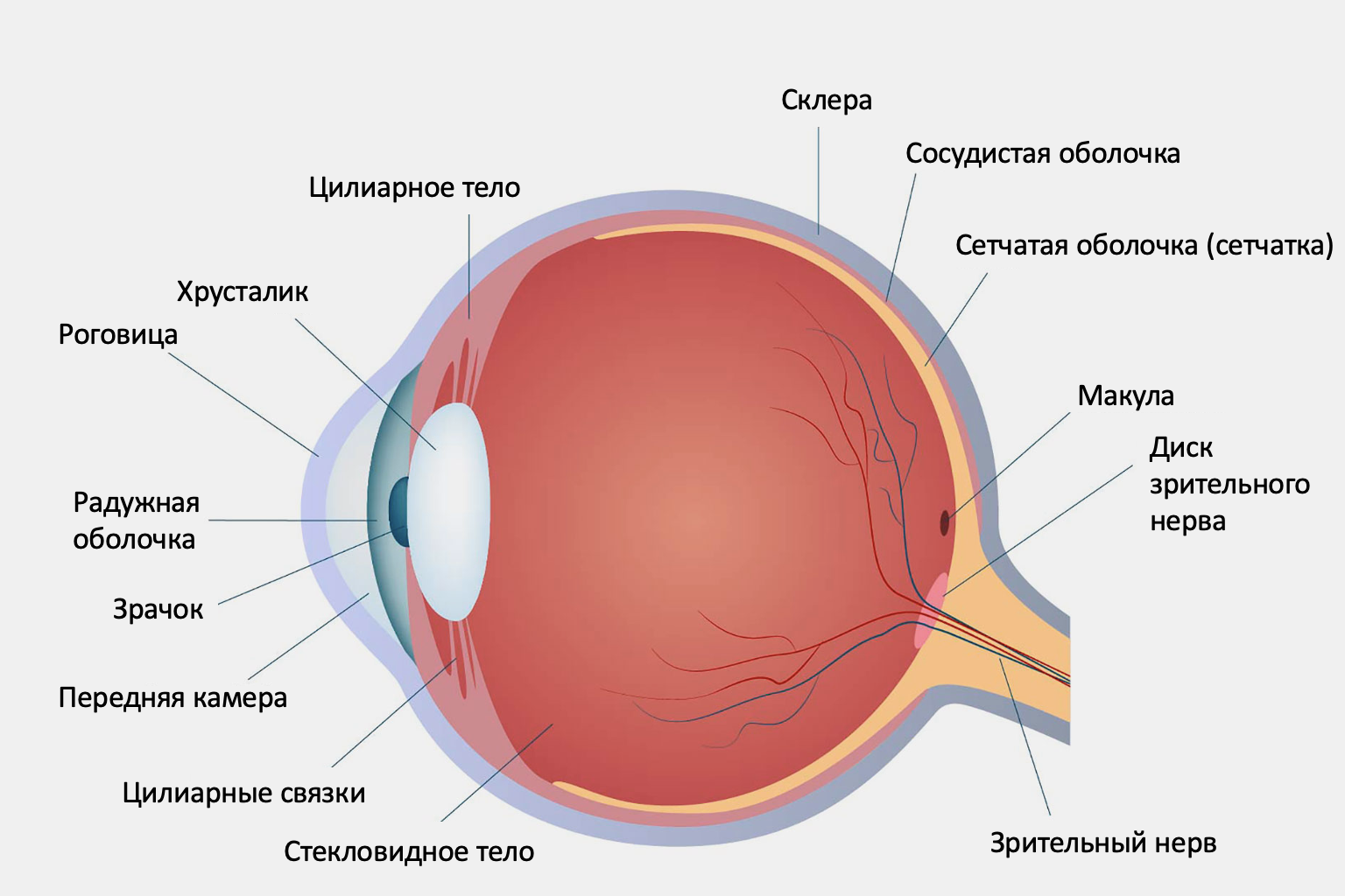 Анатомические структуры органа зрения анатомия. Строение оболочек глазного яблока анатомия. Строение глаза сетчатка роговица хрусталик. Строение глаза человека вид сбоку.