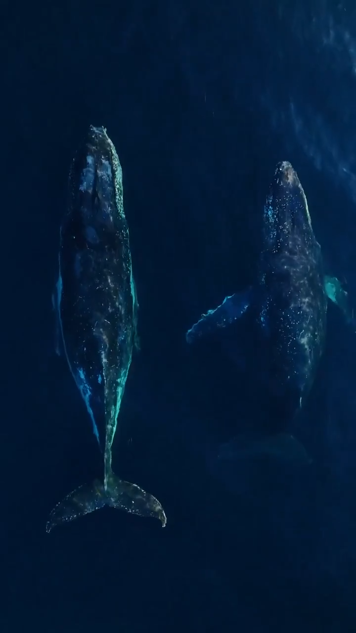 Встреча с китами