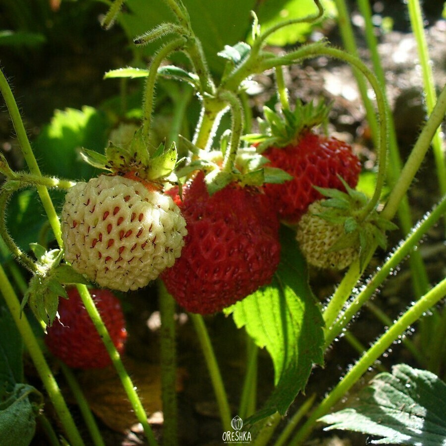 Seeds of Strawberry Rugen — 60 pcs