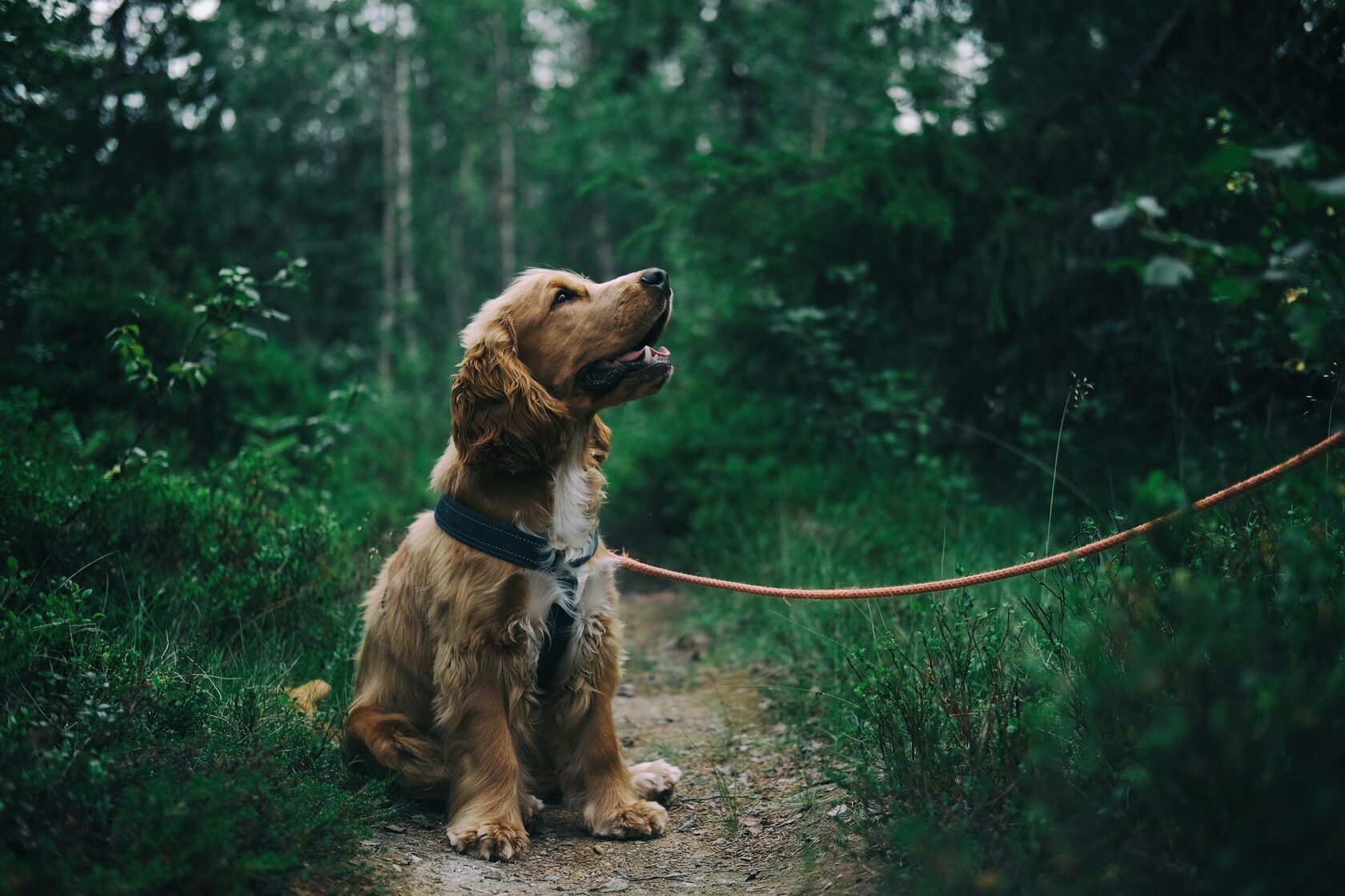 Иммунная система собаки | Библиотека UA.DOG