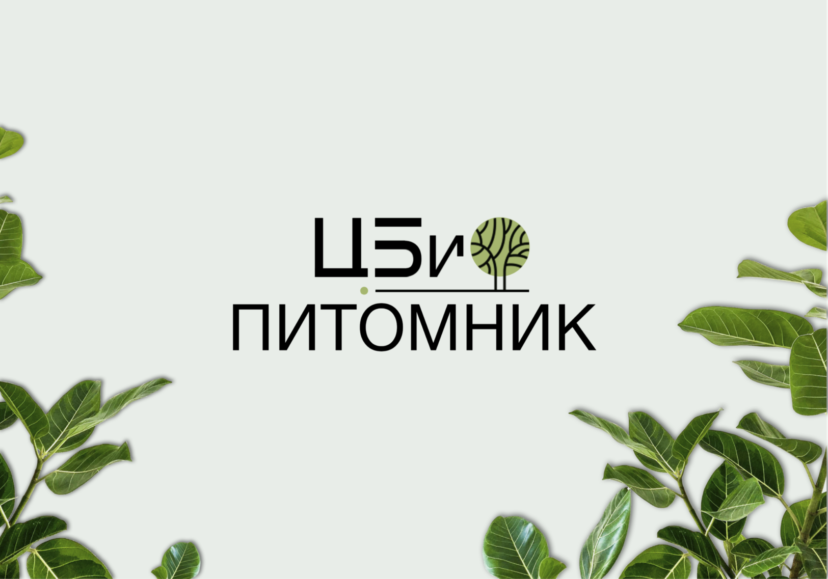Питомник оранжерейная. Питомник оранжерейная. Питомник оранжерейная. Питомник коллекция хвойных растений. Немидовский питомник декоративных растений.