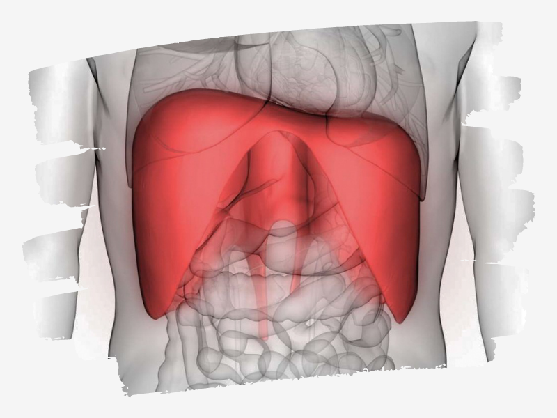 Спазм диафрагмы » Что такое диафрагма, симптомы и причины спазма ...