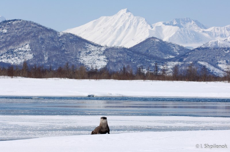 морские котики Камчатки