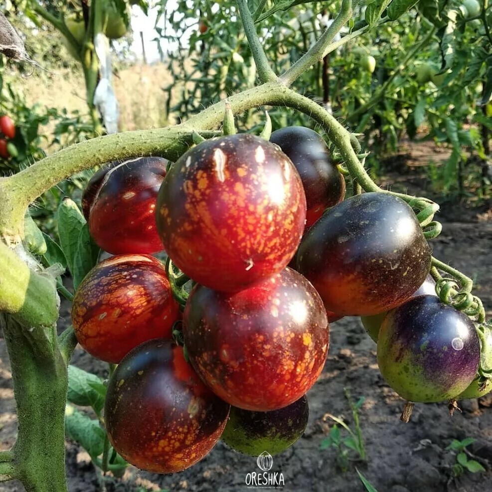 Seeds of Tomato Queen of the Night (solanum lycopersicum) — 10 pcs
