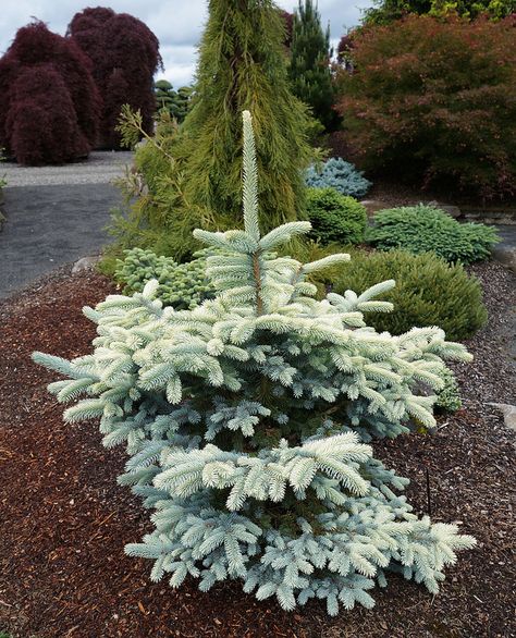 Ель Европейская Formanek - купить по цене от 7500 руб с доставкой по Москве - ин