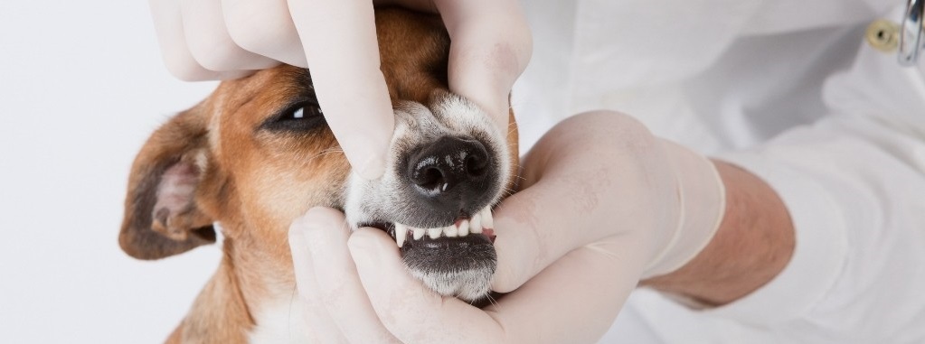 Как часто нужно чистить зубы собаке? Эффективные советы и рекомендации