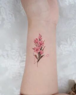 Vinca rosea (Catharantus) Tattoo Raspberry