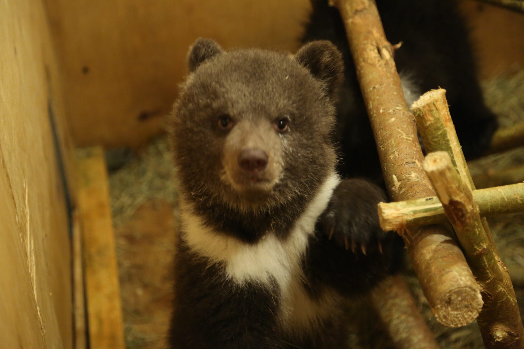 Центр медвежат сирот в тверской области. Младший мишка. Julius jr медвежонок. Младший мишка. Младший мишка.