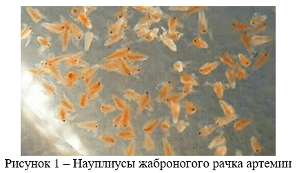 Науплиусы жаброногого рачка артемии