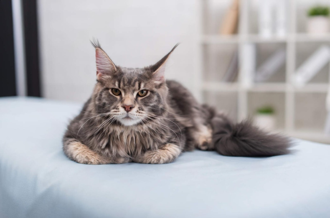 Большой красивый кот Мейн Кун лежит на голубом и смотрит в камеру в пол-оборота