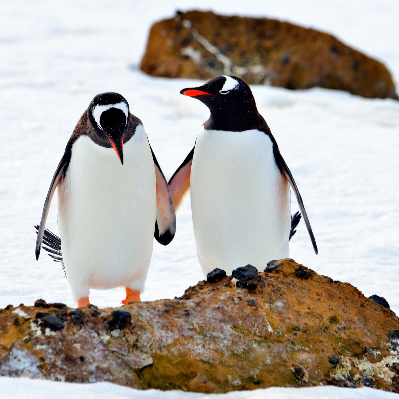Папуанский Пингвин Антарктида. Субантарктический Пингвин. Пингвин Генту. Первый мореплаватели увидевшие пингвинов в антарктиде