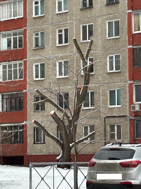 Тополь рядом с домом явно имел наклонность залезть в окна и создавал тень, за что скорее всего и был подрезан. 