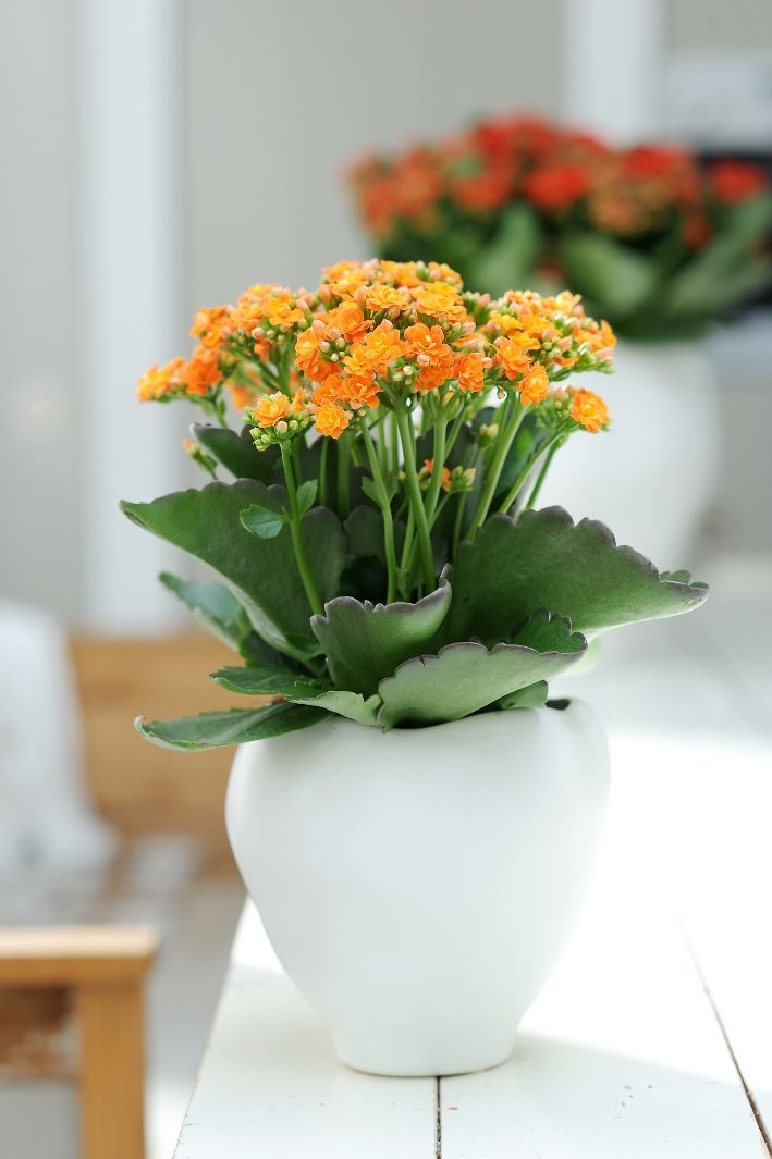 Potted plant on wooden shelf