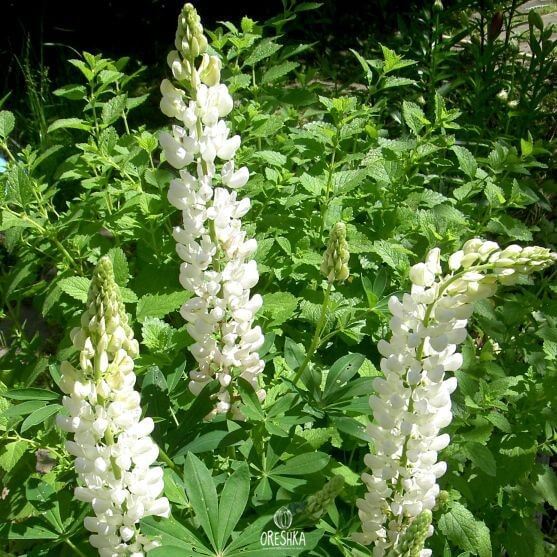 Seeds of lupine (Lupinus) — 15 pcs