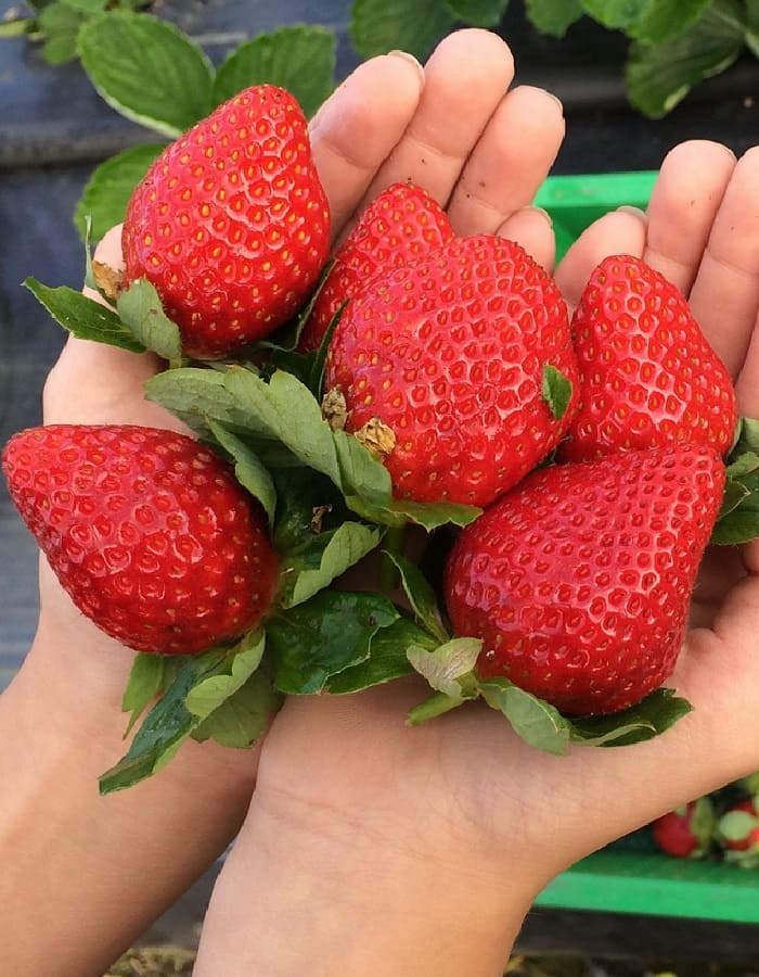 клубника мальга