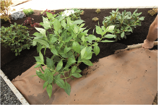 Тайпар на ферме