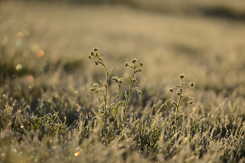 Ваби Саби. Что это?