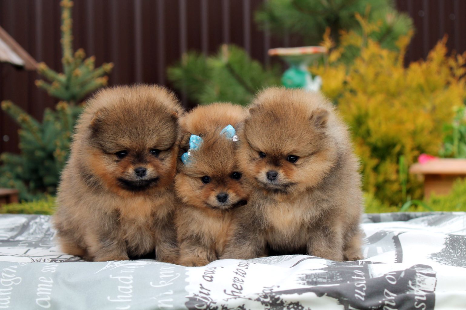 щенки шпица