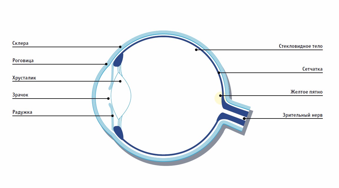 К оптической системе глаза относятся хрусталик. Строение человеческого глаза как оптической системы. Элементы оптической системы глаза человека схема. Глаз как оптическая система. Глаз как оптическая система схема.