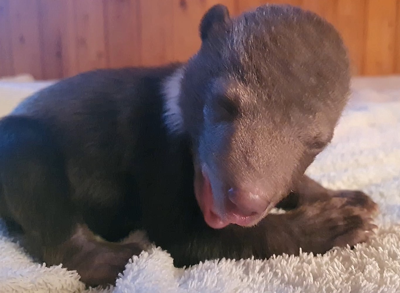 Медвежонок повредил лапу. Медвежонок пужа. Мишка который спасает. Спасение медвежат сирот. Медведица спасает медвежат.