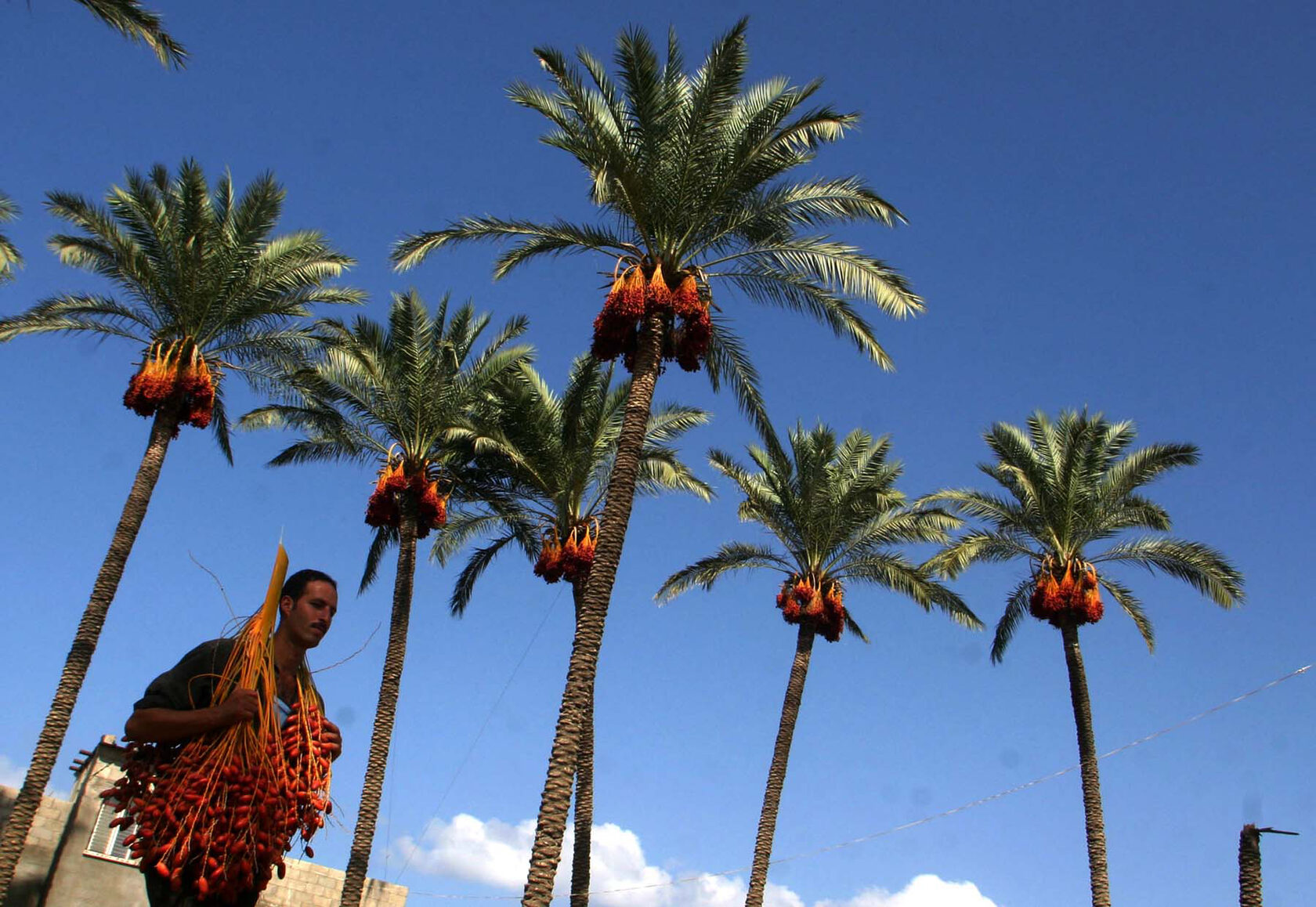 Финиковые пальмы в ОАЭ