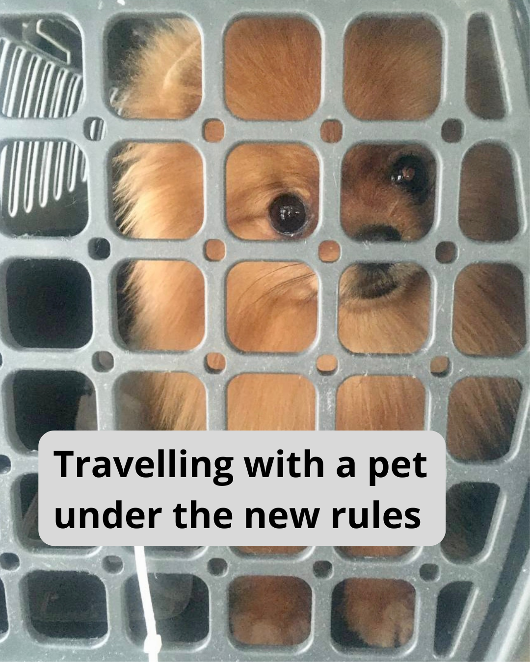 New EU rules for non-commercial movement of dogs, cats and ferrets from 22 April 2026
