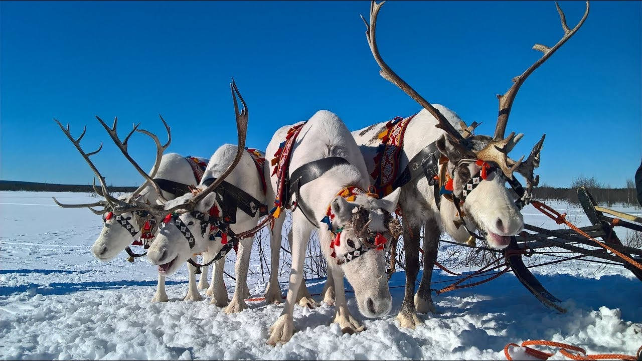 Саамская деревня Мурманск