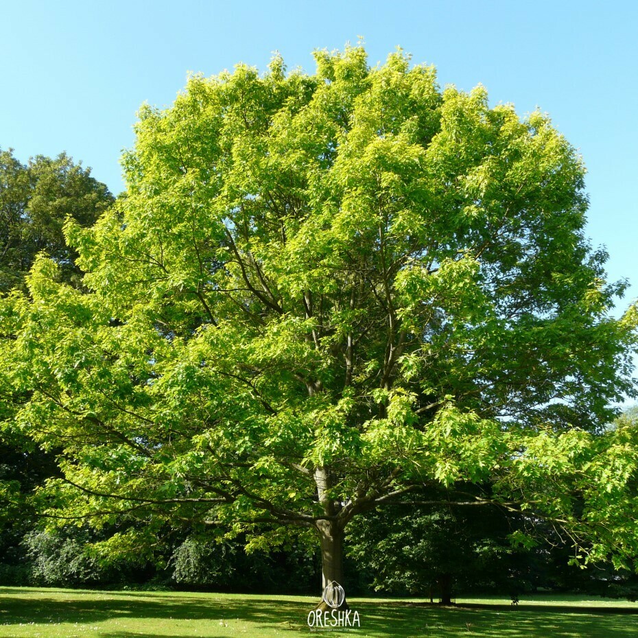 Northern red oak mature specimen park tree summer crown