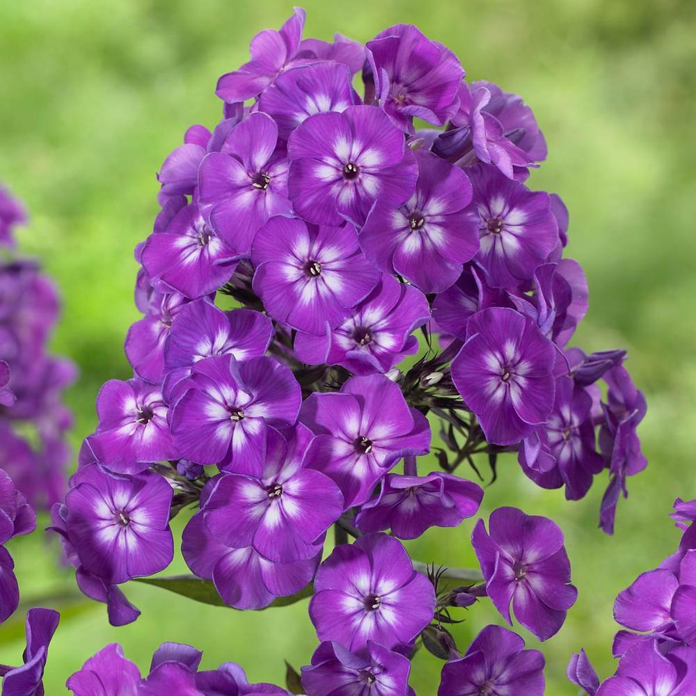 Флокс Purple Kiss