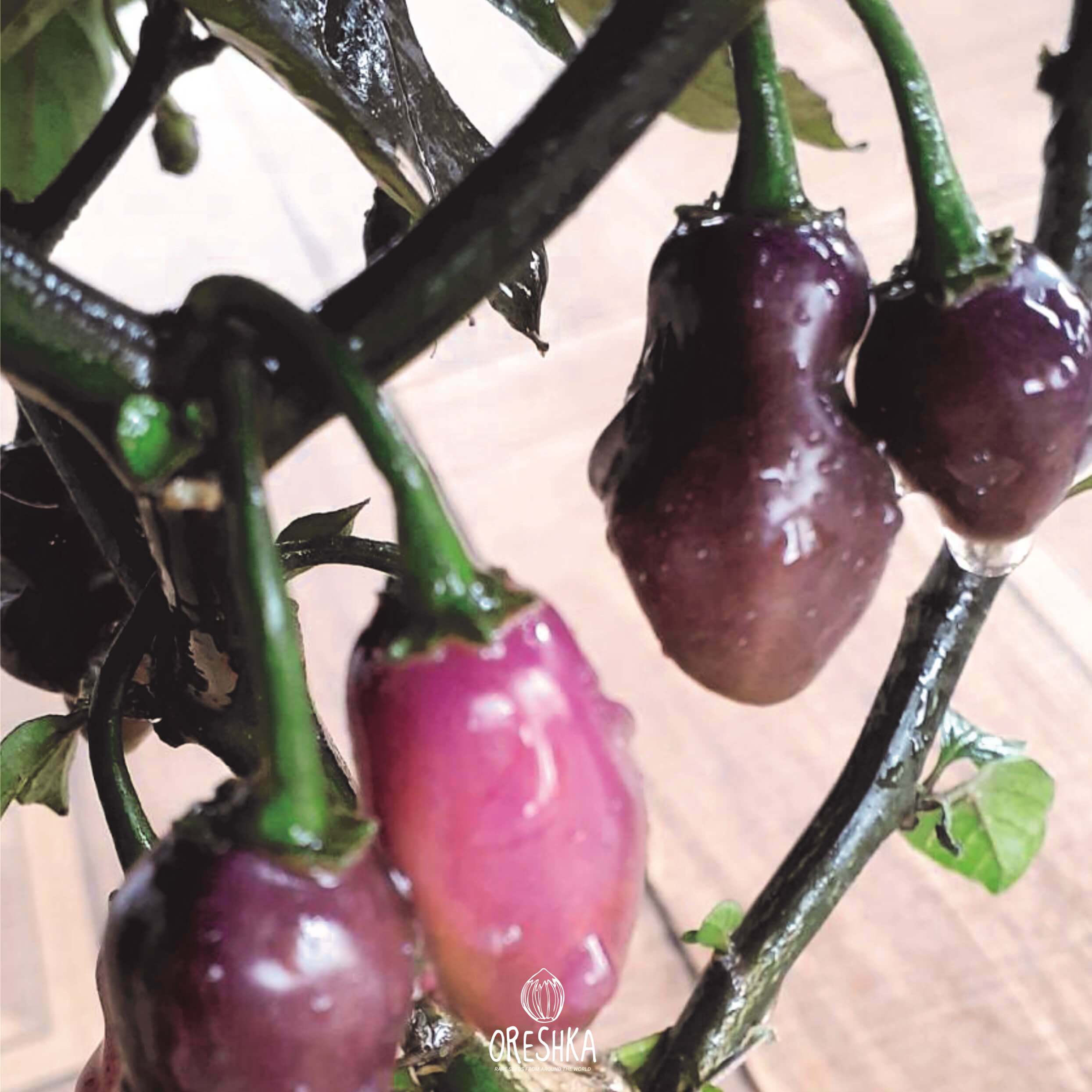 Seeds of Hot pepper Fidalgo roxa (Capsicum) — 5 pcs