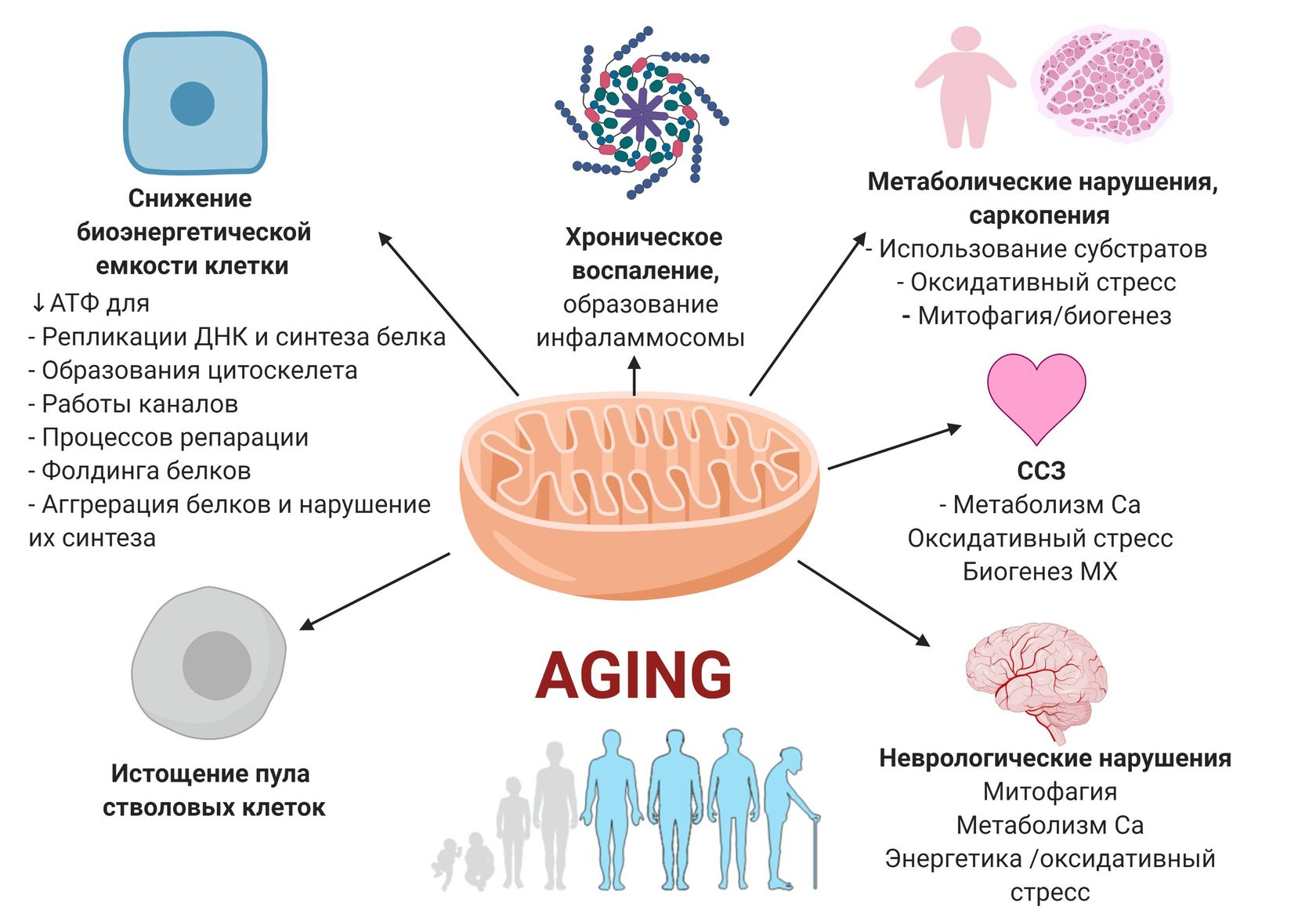 Нарушение клетки. Митохондриальная дисфункция. Митохондриальная теория старения. Патогенез митохондриальных болезней. Нарушение митохондриальной функции.
