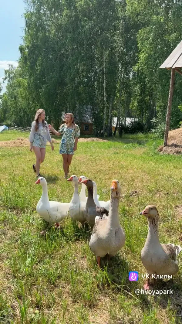 Общение с животными и птицами в Хвоя Деревня