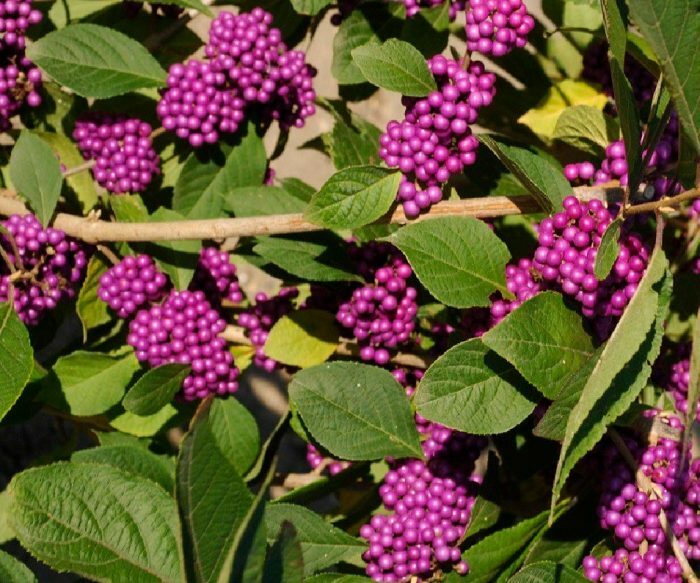 Callicarpa bodinieri