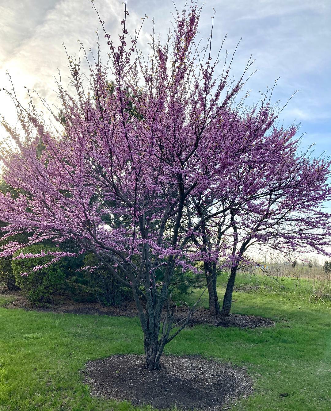 Two Redbud trees in full bloom surrounded by lawn. Shrubs and taller grasses can be seen in the background.