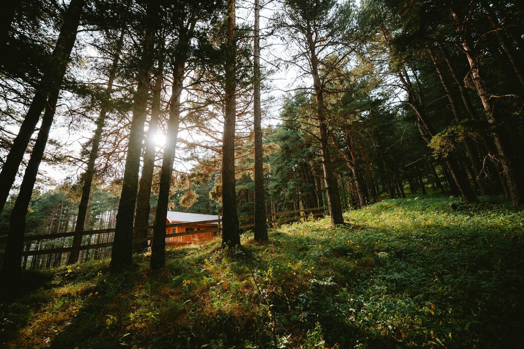 Sunlit cabin among tall pines